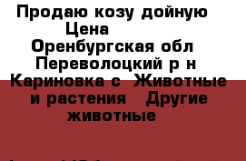 Продаю козу дойную › Цена ­ 6 000 - Оренбургская обл., Переволоцкий р-н, Кариновка с. Животные и растения » Другие животные   